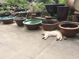 11328865_983919651639863_405228302_n